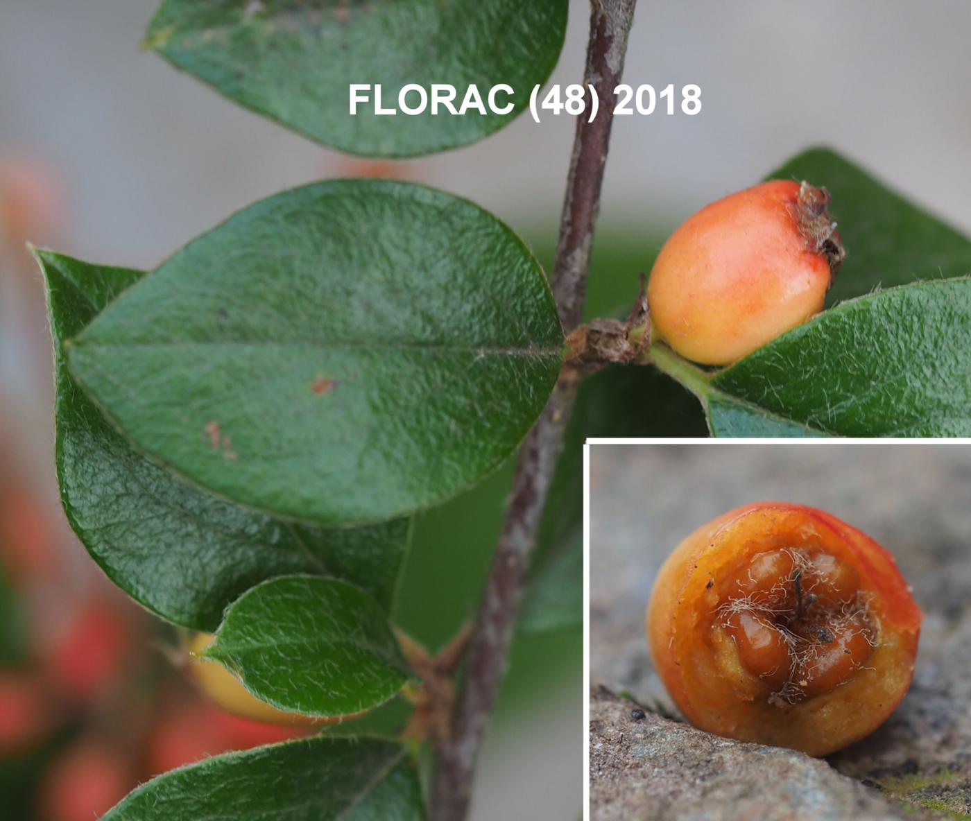 Cotoneaster, Himalayan fruit